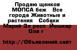 Продаю щенков МОПСА беж - Все города Животные и растения » Собаки   . Марий Эл респ.,Йошкар-Ола г.